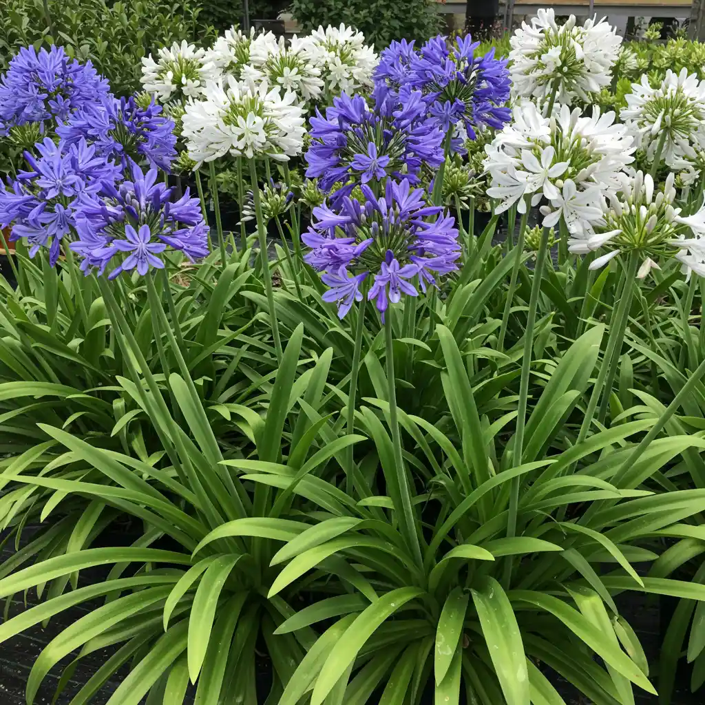 Comparaison de différentes variétés d'agapanthes caduques et persistantes côte à côte, montrant les nuances de feuillage et de couleurs de fleurs
