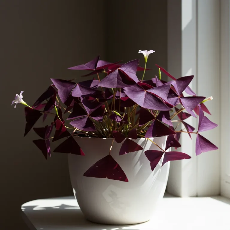 Oxalis : Jolie Plante d'Intérieur ou Mauvaise Herbe Tenace ?